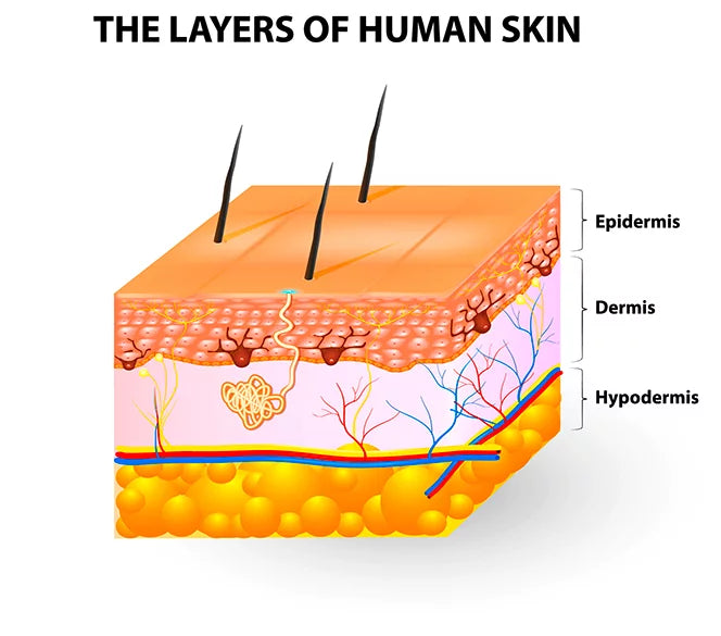 Skin Primer: The Acid Mantle - Oo Spa